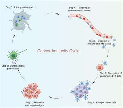 Comprehending the cuproptosis and cancer-immunity cycle network: delving into the immune landscape and its predictive role in breast cancer immunotherapy responses and clinical endpoints